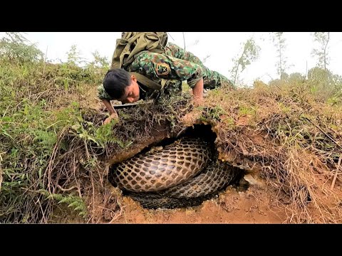 A man's terrifying moment when he discovered a giant king cobra's nest in a dry stream.