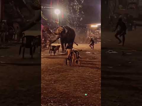 ഇപ്പോ പാപ്പാനേ കിട്ടിയാൽ 😳😳|#elephant #india #nature #wildlife #arikomban #animal ♥️SUBSCRIBE♥️