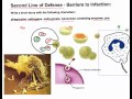 Immune System Functions and Responses