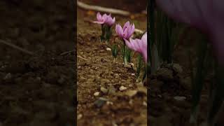 Safranlar Ne Durumda?