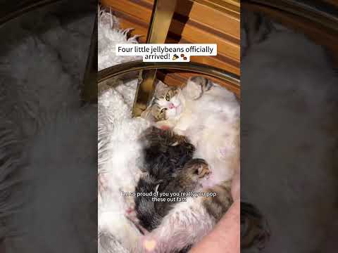 A Stray Cat Snuck Into His House to Give Birth 🤍🐾#rescue #lovestory #fyp #animalrescue #family