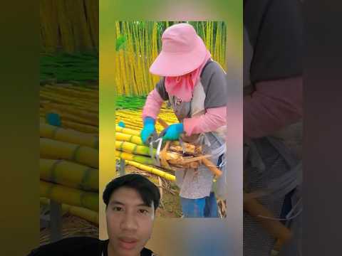Đây Là Cách Buộc Mía Cực Kỳ Thông Minh Mà Không Phải Ai Cũng Biết#shortvideo#farmer#farming#fruit