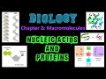 Exploring Nucleic Acids and Proteins