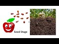Apple Tree Life Cycle and Growth