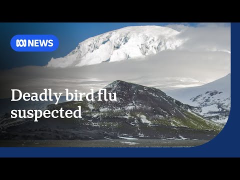 YouTube video thumbnail: Deadly Strain of Bird Flu Suspected on Australia's Sub-Antarctic Heard Island