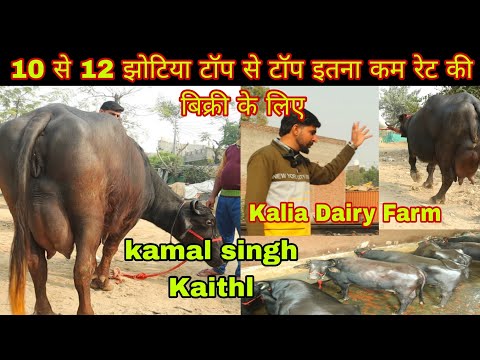 10 से 12 झोटिया टॉप से टॉप क्वालिटी मुर्राह इतना कम रेट की kalia Dairy Farm ( 9896954500)