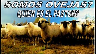 SOMOS OVEJAS? QUEN ES EL PASTOR?