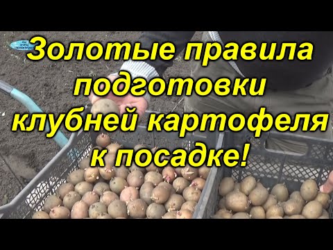 Урожай картошки будет отличным - проверено на практике!!!