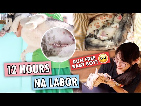 NA EMERGENCY CESAREAN SI SUGAR!! (NAHIRAPAN KAMI MAKAHANAP NG VET DURING ECQ)