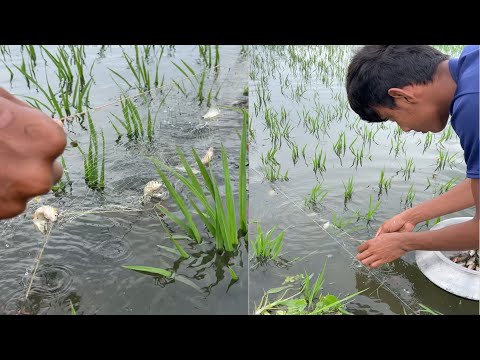 Amazing village Fishing - Traditional Net Fishing in Rural Village with beautiful Nature