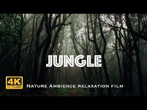 Relaxing music beautiful jungle for deep sleep meditation study soothing Nature ambience Jungle 4K