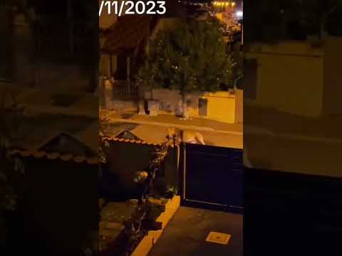 اسد يفتر بمنطقتنة 😳🦁