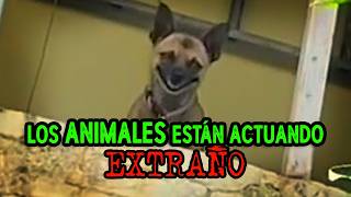 LOS ANIMALES ESTÁN ACTUANDO EXTRAÑO
