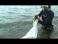 Seagrass Ecosystems and Biodiversity