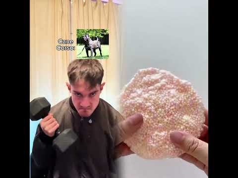 El tuyo que haría?🤣 #humorperros #humorviral #humormascotas #perrosderisa #memesdeperros