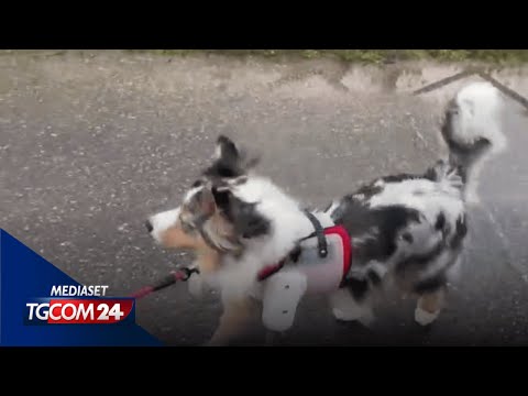 Una protesi per il cane Rio: "Emozione grandissimo vederlo di nuovo correre"