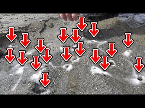 砂浜に無数に開いた穴に塩を入れると・・・