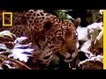 Jaguar: The Jungle Predator