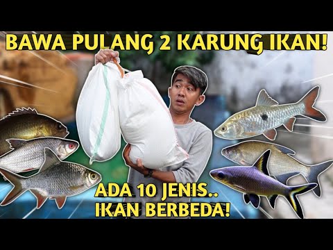 TAMBAH KOLEKSI! HUNTING BANYAK IKAN SUNGAI UNTUK MENGHUNI KOLAM UJUNG