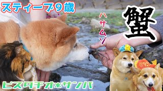 カニが好きな柴犬と海でカニの観察してみた！そして９歳誕生日会。