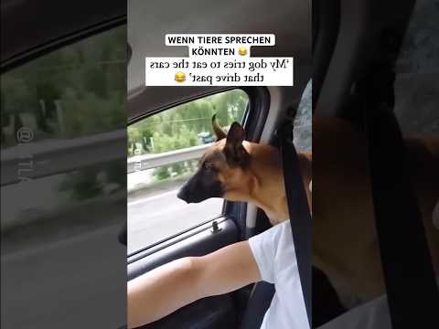 Wenn Tiere sprechen könnten #funny #lol #lustig #cat #memes #dog #humour #pets #tiere
