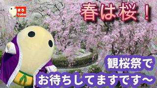 ♯131　春は桜！観桜祭でお待ちしてますです～♪