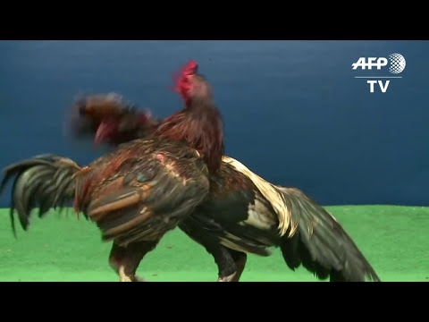 Feathers fly over Thailand's lucrative cockfighting pits