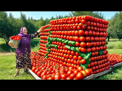 Village Secrets: How to Keep Organic Tomatoes Fresh for 365 Days?