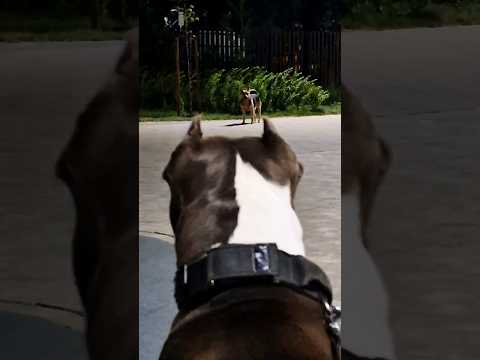 Амстафф Локи 3 года | Битва Взглядов | Стаффорд | Amstaff Loki