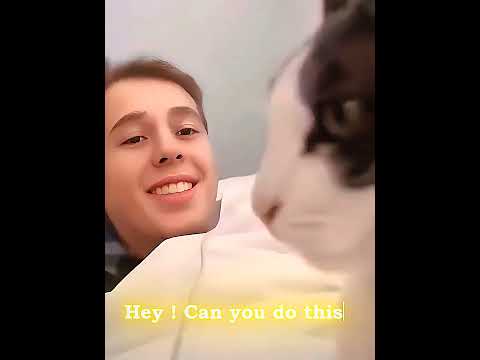 Cats Copy Humans🐱💀#shorts #catshorts #copycat #foryou #trolledit #viral #usa #uk #fyp #funny #phonk