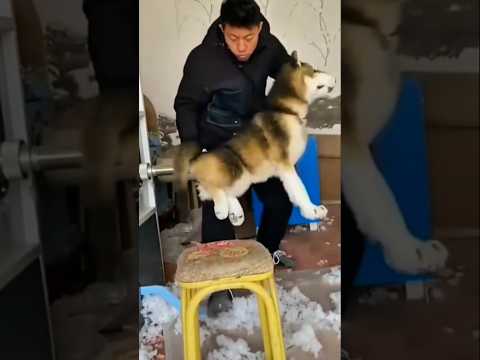 DOG FUNNY MOMENT #dog #funny #trendingshorts