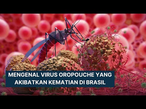 Waspada Virus Oropouche yang Picu Kematian Warga Brasil, Seberapa Bahaya ? #virusoropouche #virus