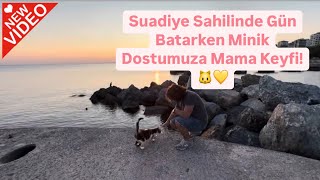 Suadiye Sahilinde Gün Batarken Minik Dostumuza Mama Keyfi! 🐱💛