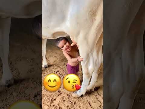संकट में आज वो धरती😍🥰🙏🐂#shorts  #cowvideos #cow #youtubeshorts  #gaumaa