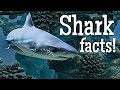 Shark Facts and Misconceptions