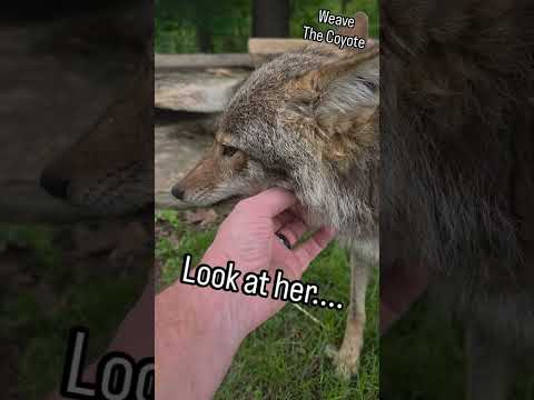 COYOTE GROOMING 101 🐺 ❤️ #weavethecoyote #coyote #dog #puppy #nature #wildlife #cute #animals #love