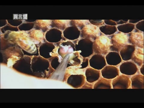2012.08.25【民視異言堂】蜜蜂消失事件簿（二） - YouTube(14分55秒)