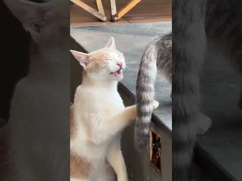 The cat is fainting from the stench 🐈🤣😂