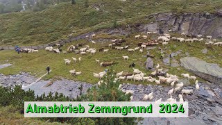 Almabtrieb Zemmgrund 2024