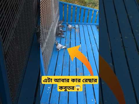 এটা আবার কার রেছার কবুতর😱 #shortsfeed #shorts #pigeon #kobutor #kabutar