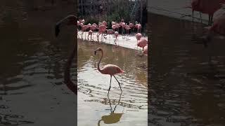 Flamingos!!! #seaworld