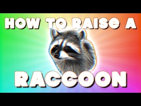 HOW TO RAISE A RACCOON