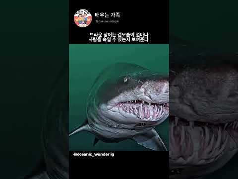 이 상어는 왜 이렇게 생겼을까?