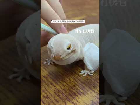 主人帮小守宫蜕皮，用吸管吹气一秒变胖怪可爱的，网友：皮衣变羽绒服～