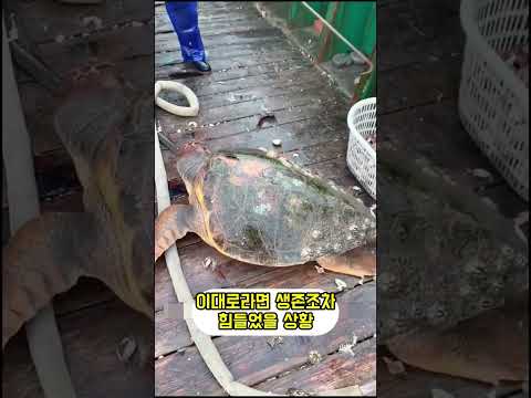 바다거북이 10마리가 낚시배를 쫓아온 이유