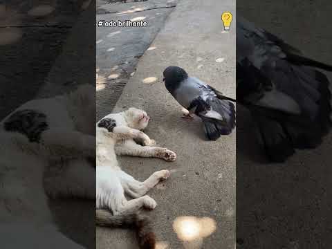 O Pombo Mais Folgado do Mundo #animais #incrível #curiosidades #animais #gatos