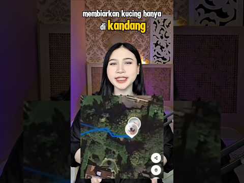 Ini Alasan Jangan Pernah Kurung Kucingmu Di Kandang