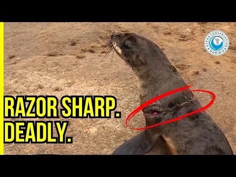 Strangled, Starving, Infected - Fishing Line Cuts Deep into Seal’s Shoulder