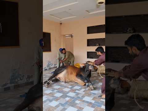 Qurbani Ka din | Eid ul adha vlog 04 #viral #vlog #multan #eid #qurbani