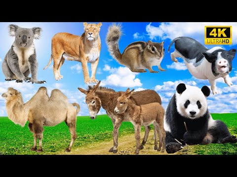 Amazing Animal Sounds: Lion, Squirrel, Pig, Camel, Donkey, Panda, Koala - Animal videos